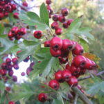 Wild Hawthorn bush