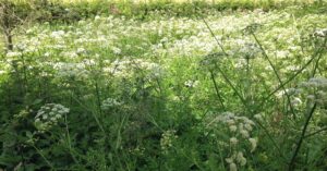 Hay Fever Blog