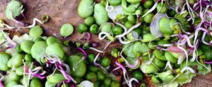recipe_broadbeans_01