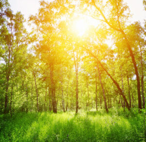 birch-forest-sunny-day-green-woods-summer-spring-landscape-43067305